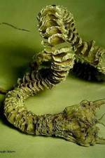 Watch Mongolian Death Worm M4ufree