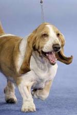 Watch Pedigree Dogs Exposed Fmovies