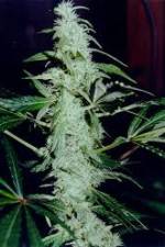 Watch Cannabis Whats The Harm Part 2 Goojara