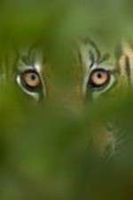 Watch Deadly Instincts Fmovies