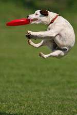 Watch Dogs 101: New Tricks Gomovies