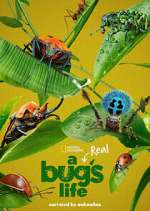 Watch A Real Bug's Life Fmovies