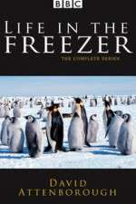 Watch Life in the Freezer Gomovies