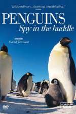 Watch Penguins Spy In The Huddle 2kmovies