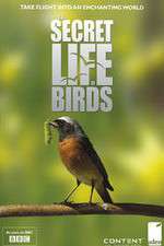 Watch Iolo's Secret Life of Birds Gomovies