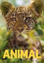 Watch Animal Gomovies