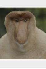 Watch Wildest Islands of Indonesia Gomovies